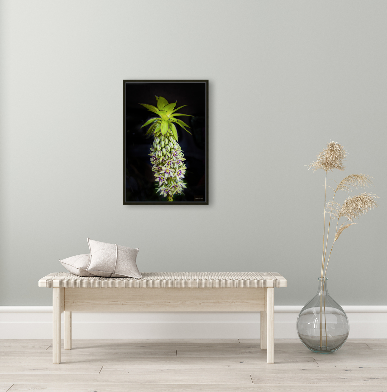 Eucomis Reproduction