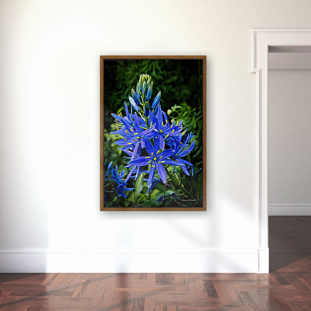 Camas Reproduction