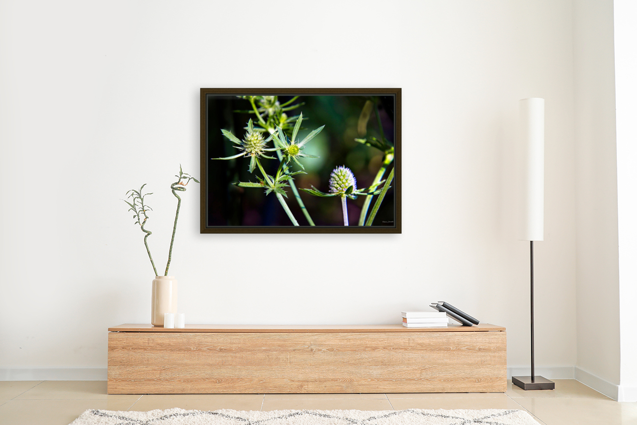 Eryngium Reproduction