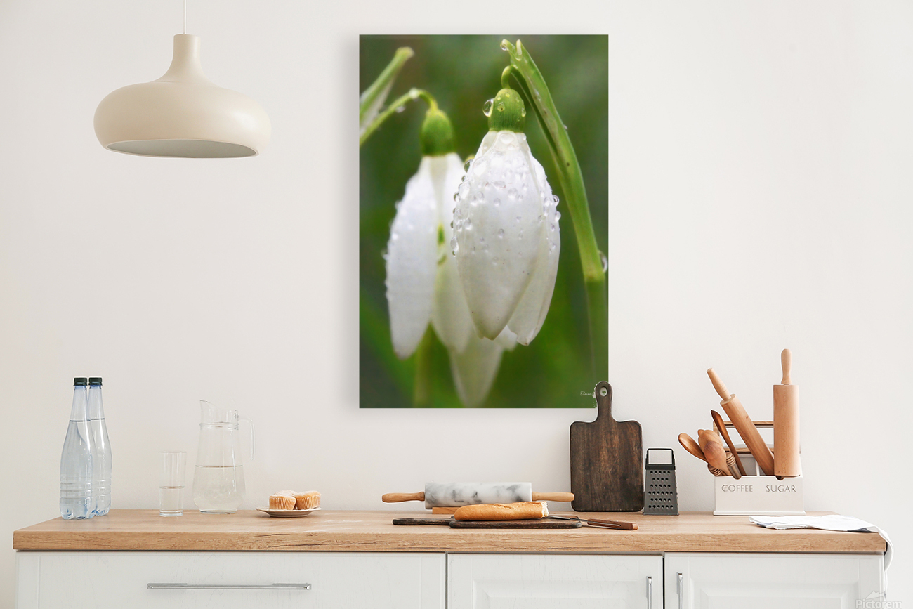 Raindrops on Snowdrops Reproduction