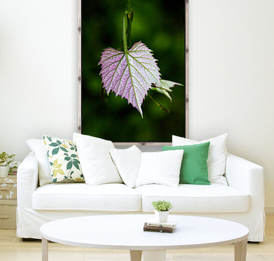 Young grape leaf Reproduction