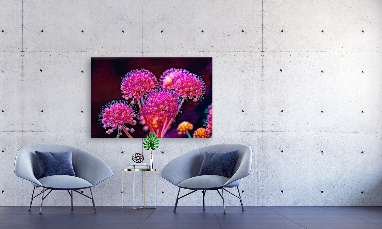 Fatsia fireworks Reproduction