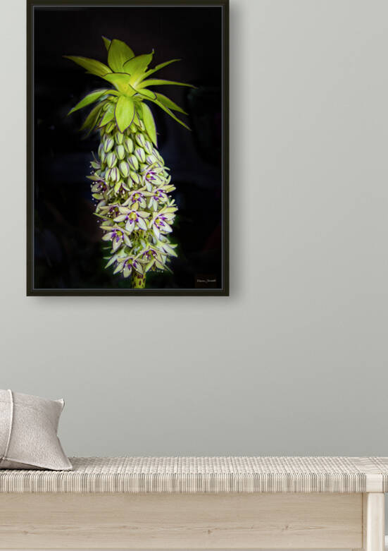 Eucomis by E Jerauld