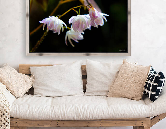 Epimedium Tamabotan by E Jerauld