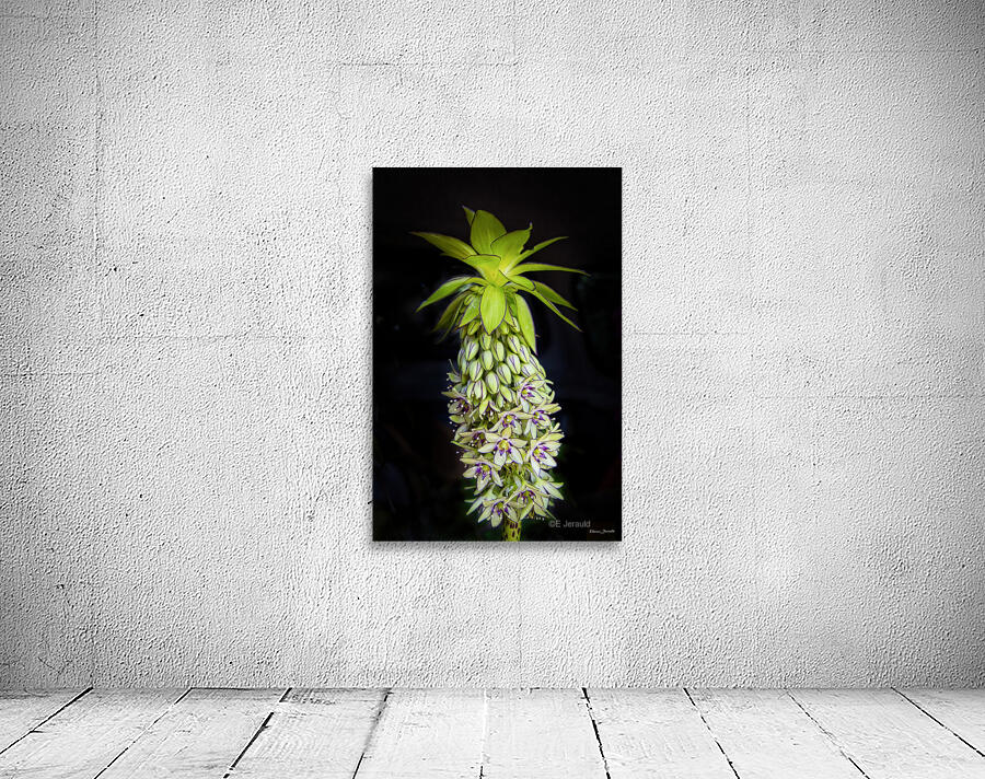 Eucomis Wall Preview