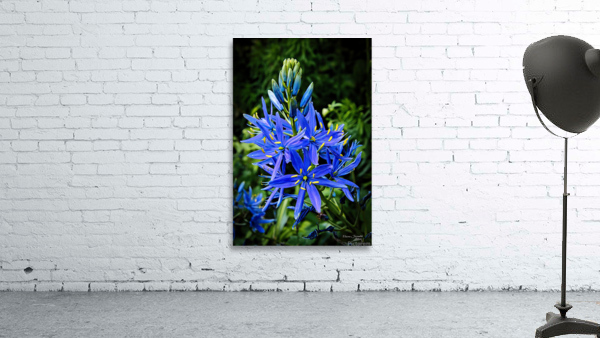 Camas Wall Preview