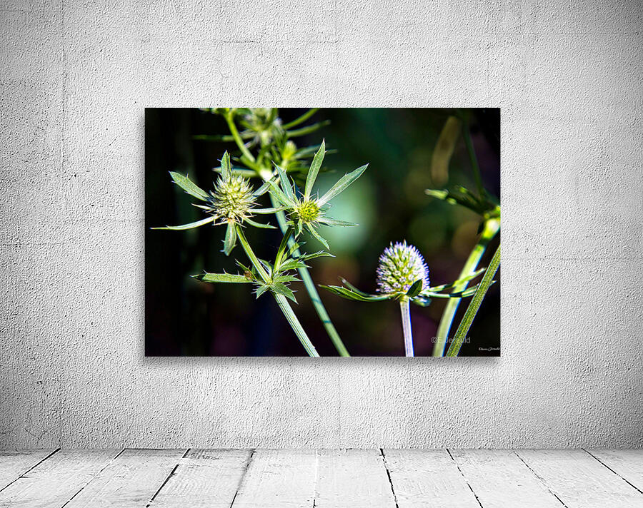 Eryngium Wall Preview