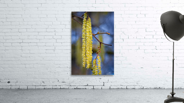 Hazelnut in bloom Wall Preview