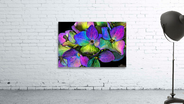 Hydrangea Wall Preview