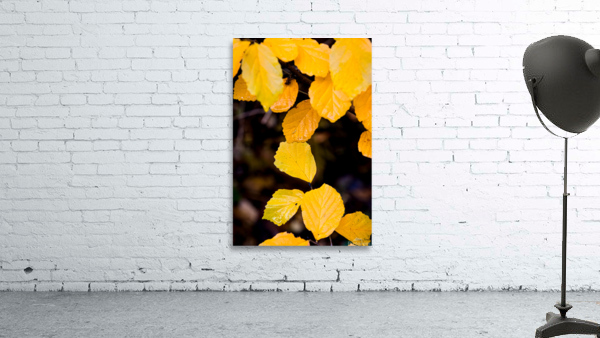 Ironwood Wall Preview