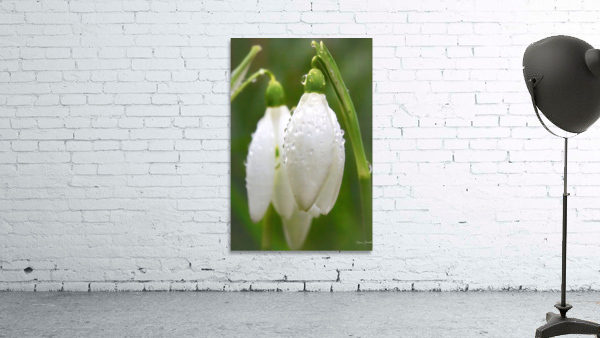 Raindrops on Snowdrops Wall Preview