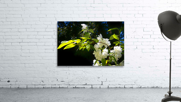 Snowbelle Wall Preview