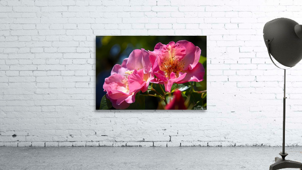 Summer Wine  Wall Preview