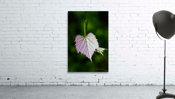 Young grape leaf Wall Preview