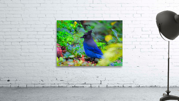 Steller s Jay Wall Preview