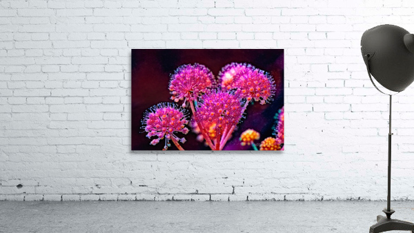 Fatsia fireworks Wall Preview