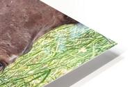 Bozeman Horse HD Metal print