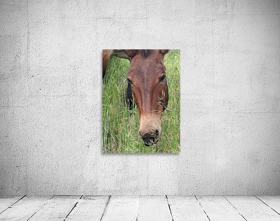 Bozeman Horse Wall Preview