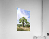 Manyara Giraffe Acrylic Print