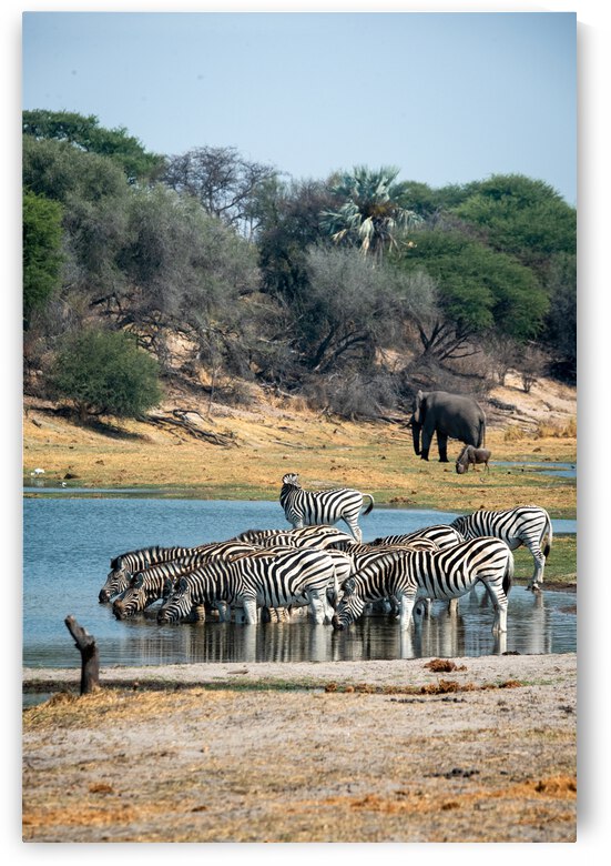 Thirsty Zebras - Makgadikgadi Pans National Park Botswana by Two Dusty Travelers