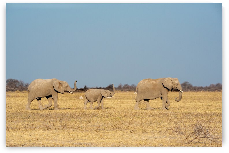 Elephants on the Move 2 - Nxai Pans National Park Botswana by Two Dusty Travelers