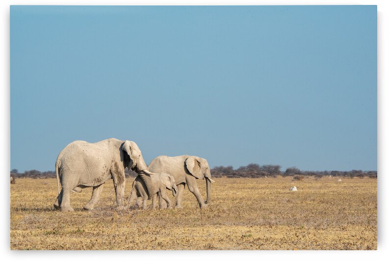 Elephants on the move - Nxai Pans National Park Botswana by Two Dusty Travelers