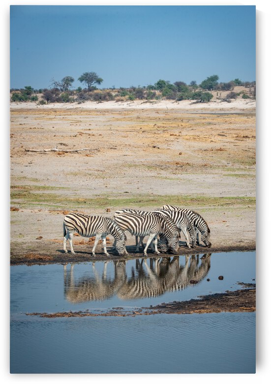 Zebra Reflections - Makgadikgadi Pans National Park Botswana by Two Dusty Travelers