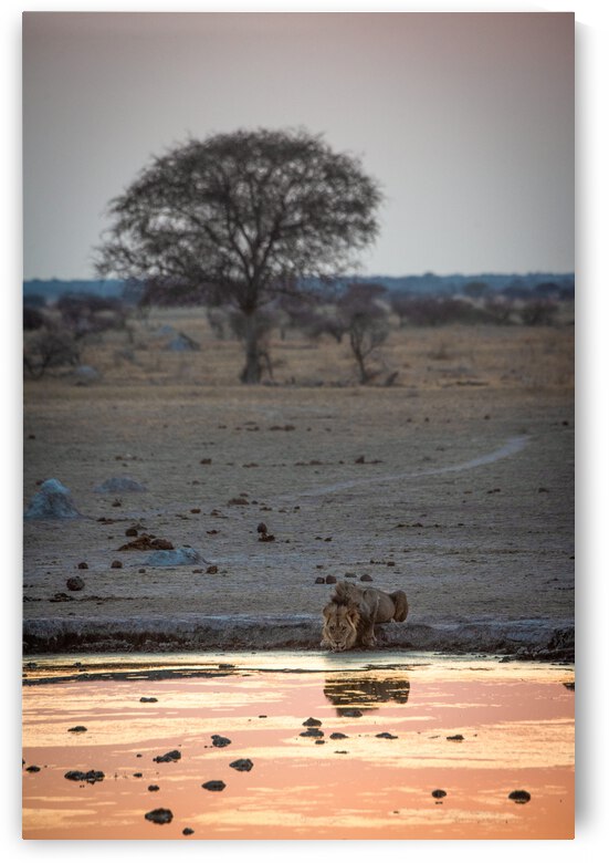 Lion Reflections - Nxai Pans National Park Botswana by Two Dusty Travelers