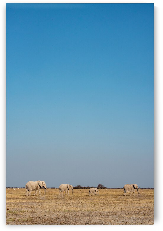 Elephants in the Low Light - Nxai Pans National Park Botswana by Two Dusty Travelers