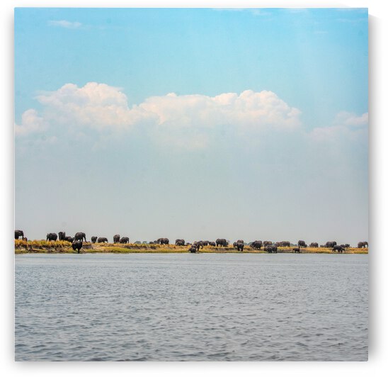 Elephants on the River Chobe National Park Botswana by Two Dusty Travelers