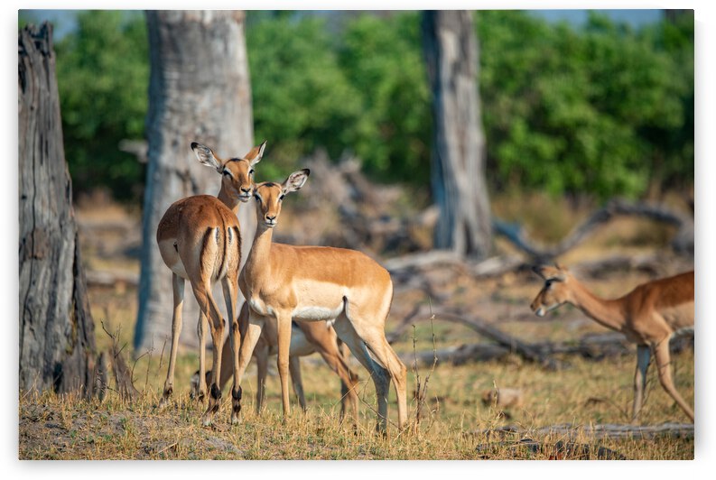 Impalas - Chobe National Park Botswana by Two Dusty Travelers