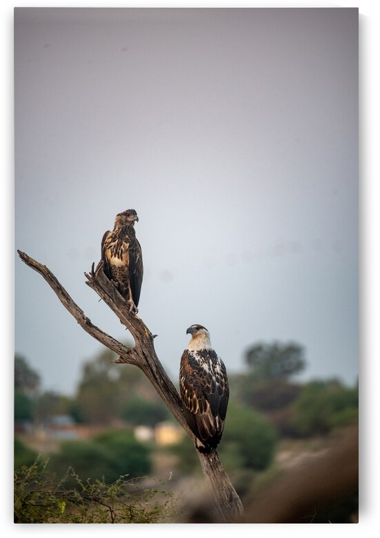African Fish Eagles - Khwai Community Trust Botswana by Two Dusty Travelers
