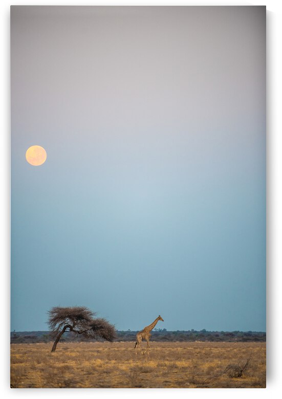 Giraffe Kalahari Sunrise 4 - Central Kalahari Game Reserve Botswana by Two Dusty Travelers