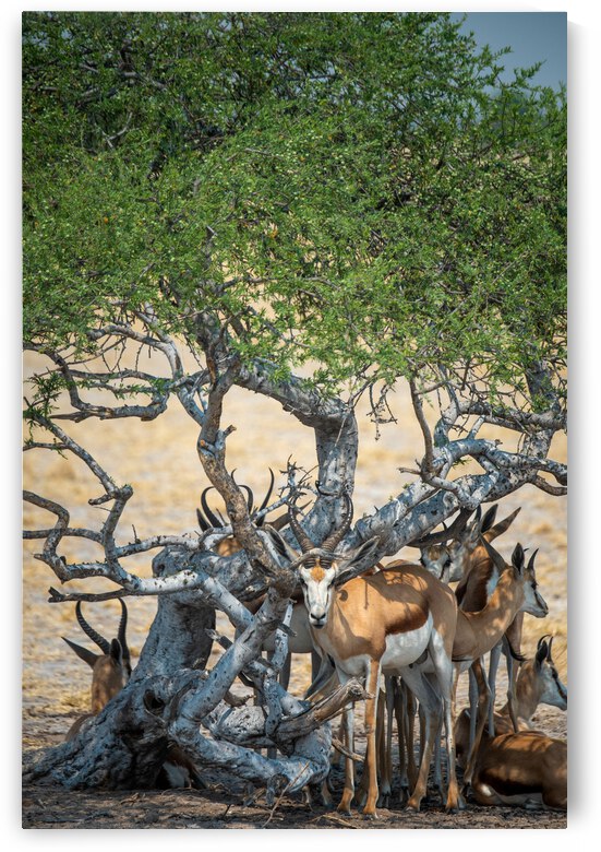 Sprinkboks in the Shade - Nxai Pans National Park Botswana by Two Dusty Travelers
