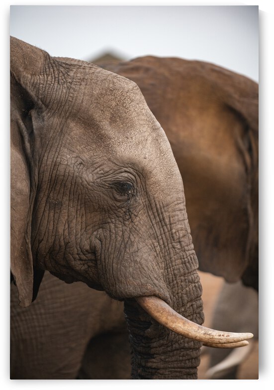 Elephant Profile - Elephant Sands Botswana by Two Dusty Travelers