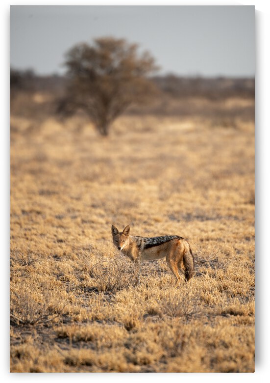 Jackal in the Morning Light - Central Kalahari Game Reserve Botswana by Two Dusty Travelers