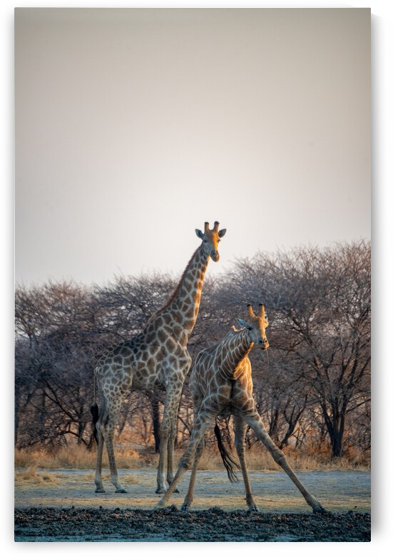 Giraffes at the Water Hole - Central Kalahari Game Reserve Botswana by Two Dusty Travelers