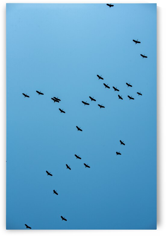 A Flock Flying Above - Khwai Community Trust Botswana by Two Dusty Travelers