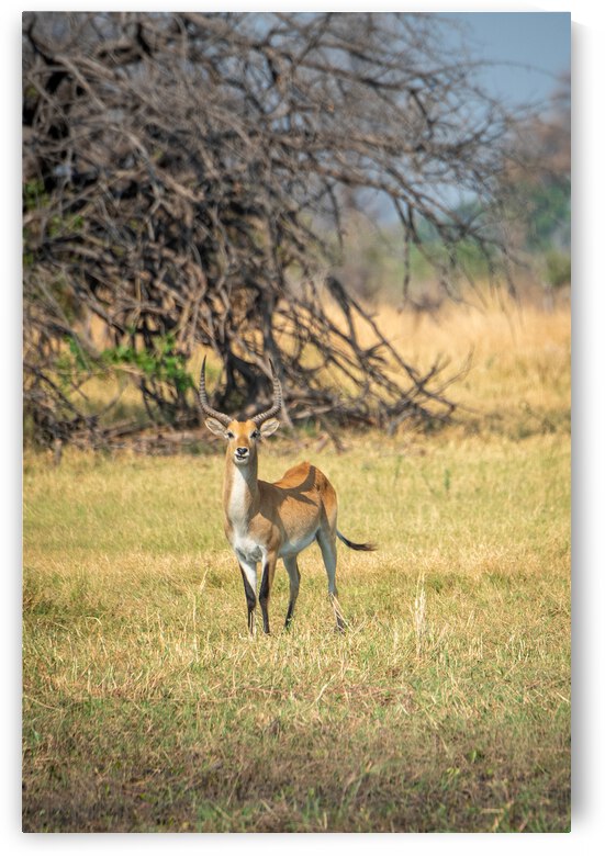 Red Lechwe - Khwai Community Trust Botswana by Two Dusty Travelers