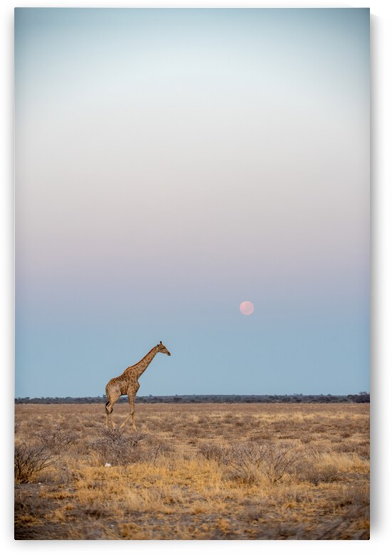 Giraffe Sunrise 3 - Central Kalahari Game Reserve Botswana by Two Dusty Travelers
