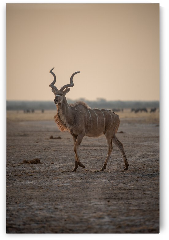 Mysterious Kudu 2 - Central Kalahari Game Reserve Botswana by Two Dusty Travelers