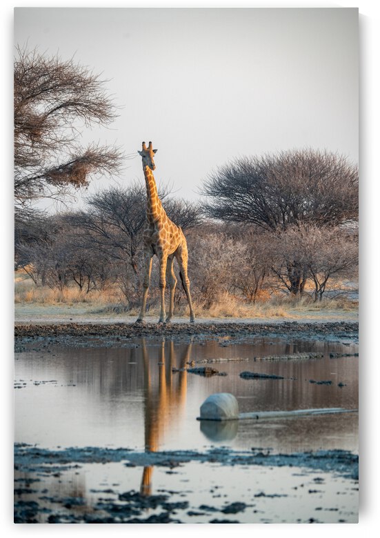Giraffe at the Water Hole - Central Kalahari Game Reserve Botswana by Two Dusty Travelers