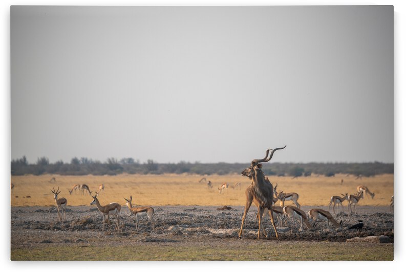 Kudu at the Water Hole - Central Kalahari Game Reserve Botswana by Two Dusty Travelers