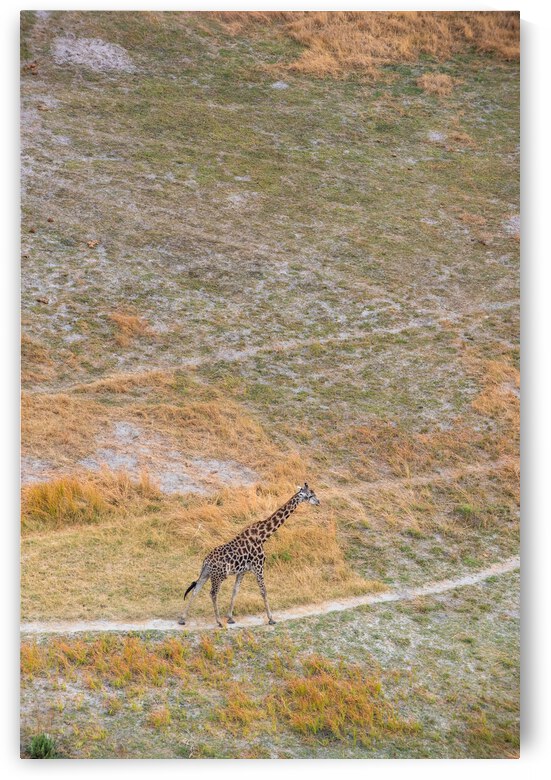 Giraffe From Above - Okovango Delta Botswana by Two Dusty Travelers