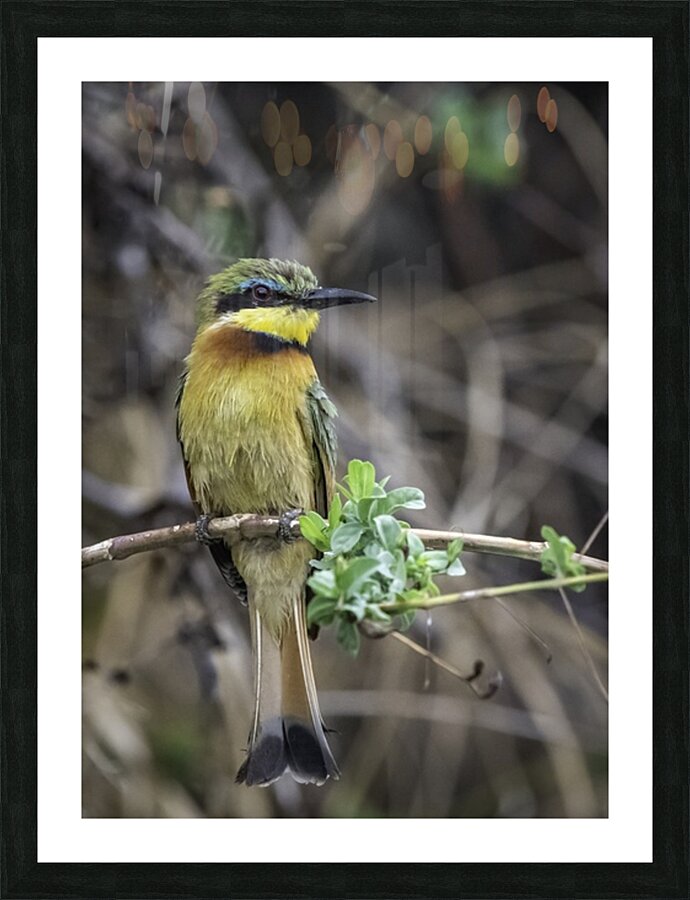 Bee Eater Picture Frame print