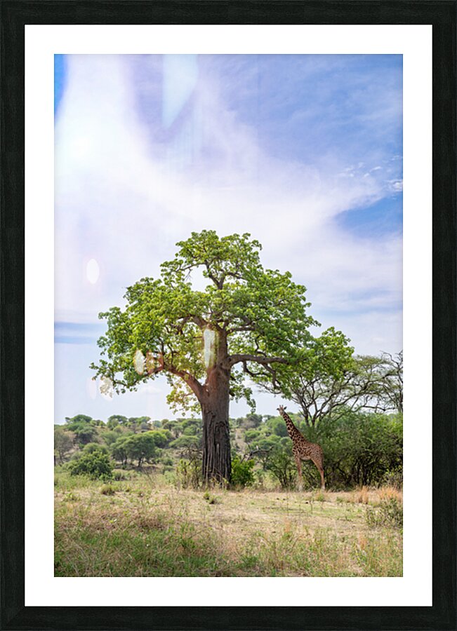 Manyara Giraffe Picture Frame print
