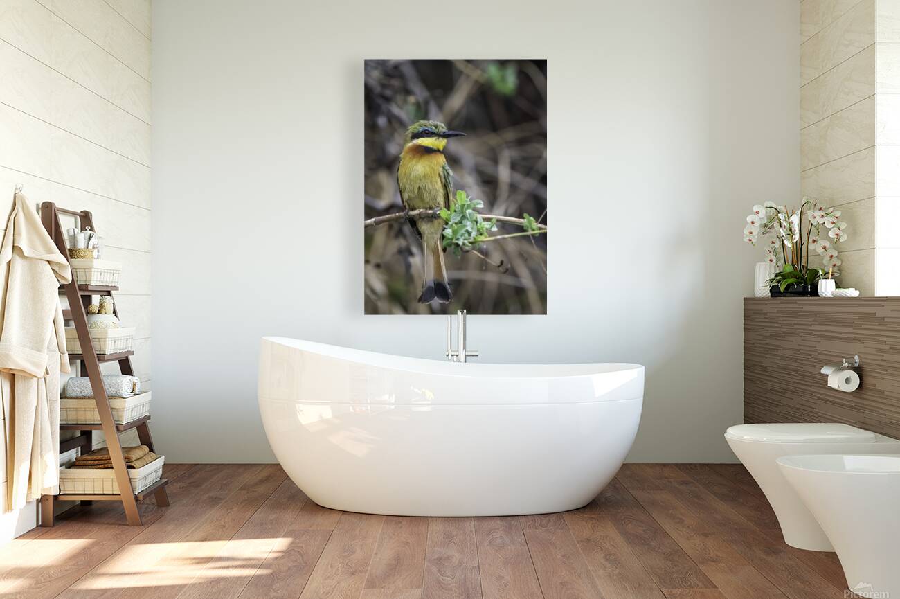 Bee Eater Reproduction