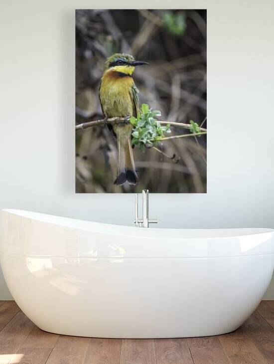 Bee Eater Reproduction