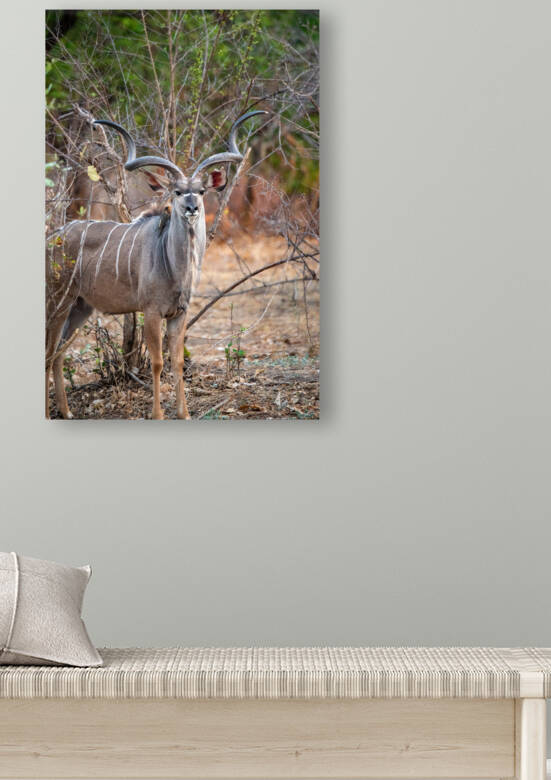 Regal Kudu - South Luangwa National Park Zambia by Two Dusty Travelers