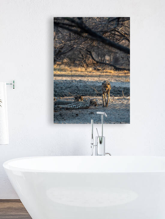  Lazy Cheetahs - Central Kalahari Game Reserve Botswana by Two Dusty Travelers